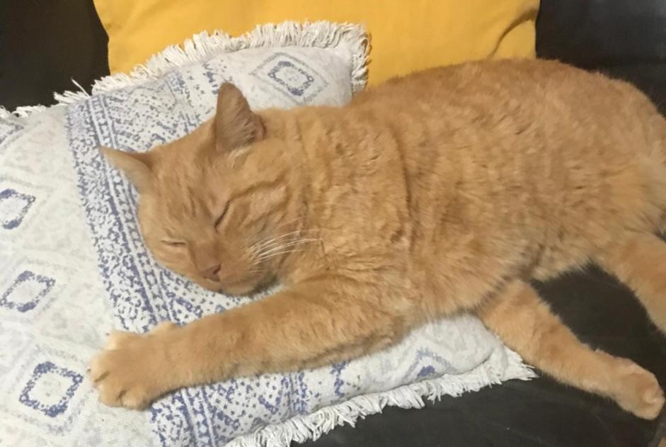 Alerta de Desaparición Gato  Macho , 13 años La Corogne España