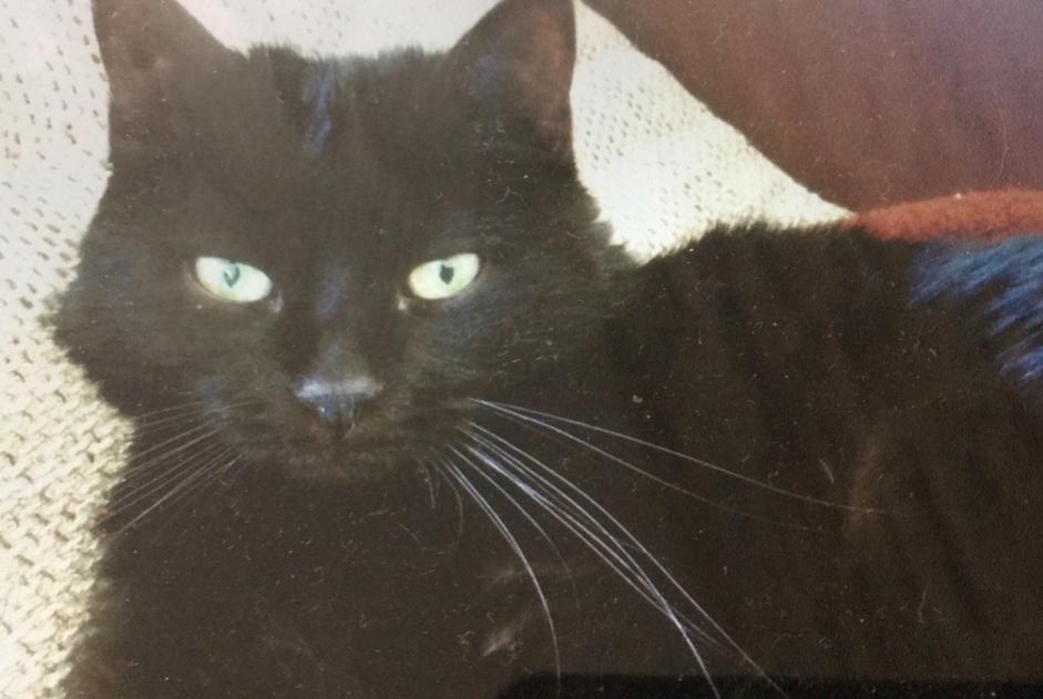 Alerta de Desaparición Gato Hembra , 15 años Territet Suiza