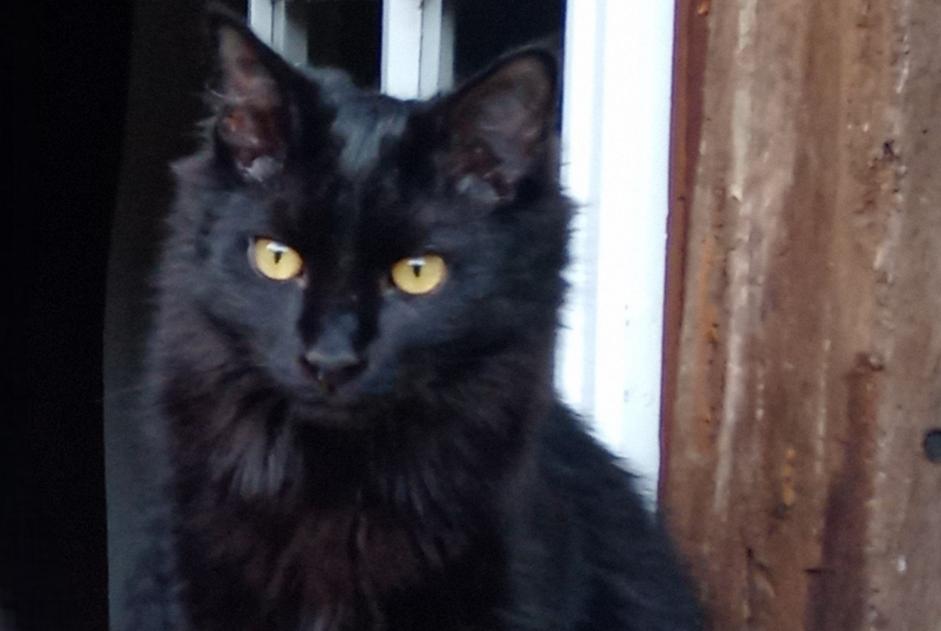 Alerta de Desaparición Gato Macho , 3 años Ygos-Saint-Saturnin Francia