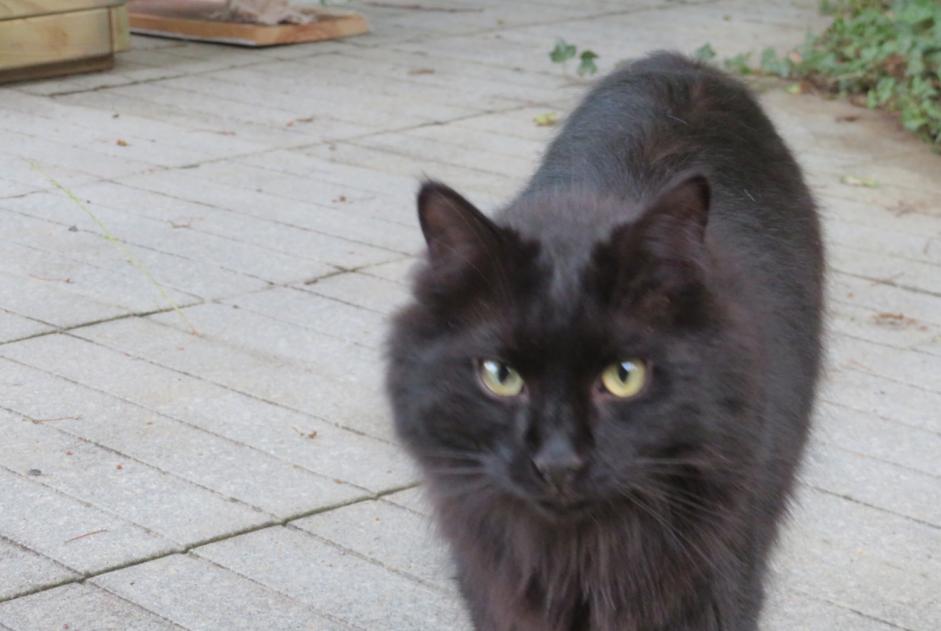 Alerta de Desaparición Gato Macho , 3 años Ygos-Saint-Saturnin Francia