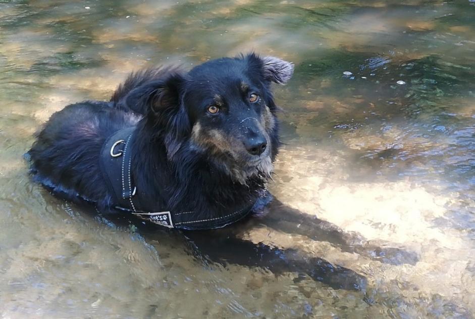 Alerta de Desaparición Perro cruce Macho , 3 años Languidic Francia