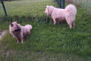 Alerta de Hallazgo Perro Desconocido La Chapelle-sur-Chézy Francia