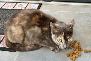 Alerta de Hallazgo Gato cruce Hembra Maisons-Alfort Francia