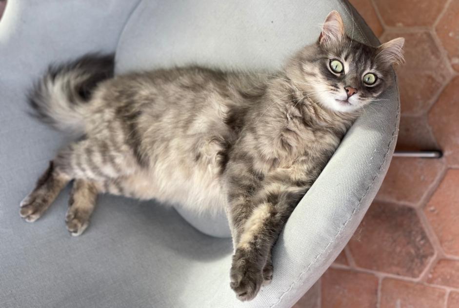 Alerta de Desaparición Gato Macho , 3 años Clermont-Ferrand Francia