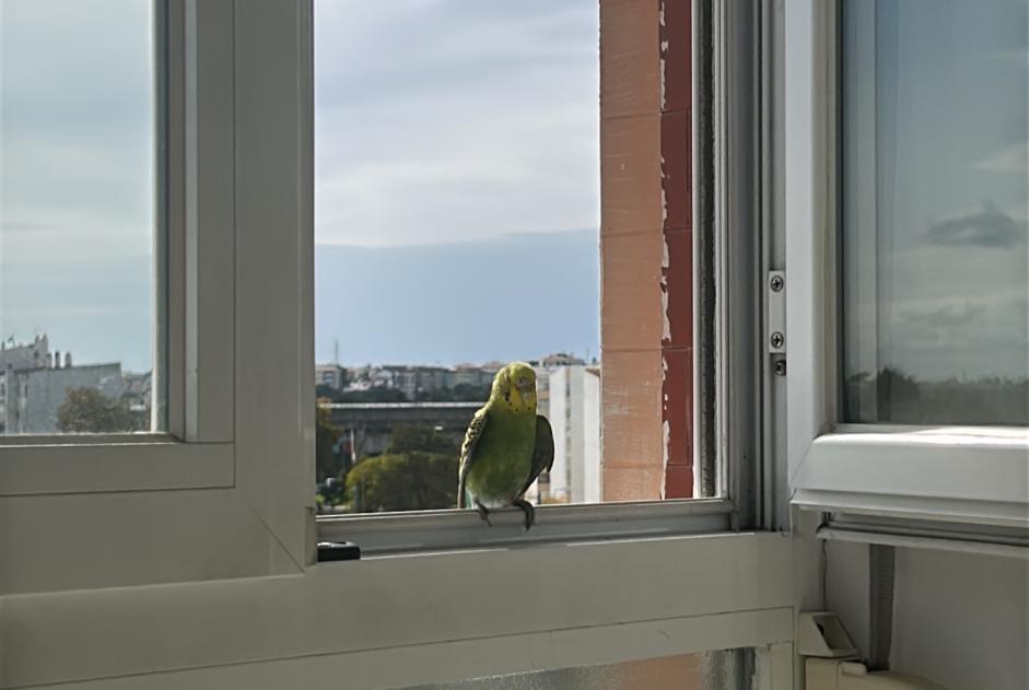 Alerta de Hallazgo Pájaro Desconocido Corroios Portugal