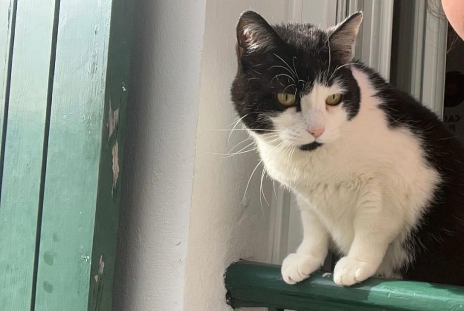 Alerta de Desaparición Gato  Hembra , 10 años Pau Francia