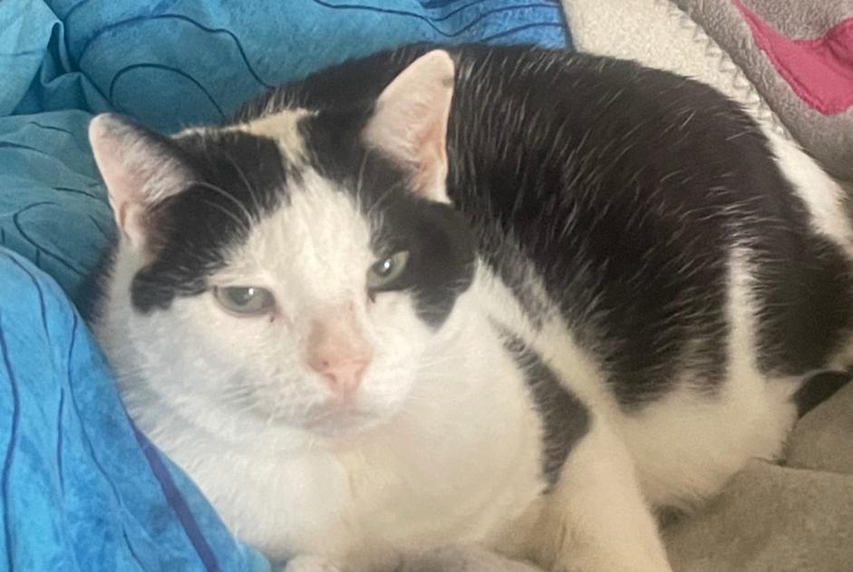 Alerta de Desaparición Gato cruce Macho , 12 años Neuchâtel Suiza