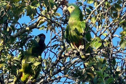 Alerta de Desaparición Pájaro Hembra , 2 años Boécourt Suiza