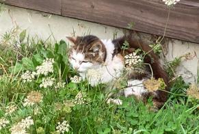 Alerta de Hallazgo Gato Desconocido Aurseulles Francia