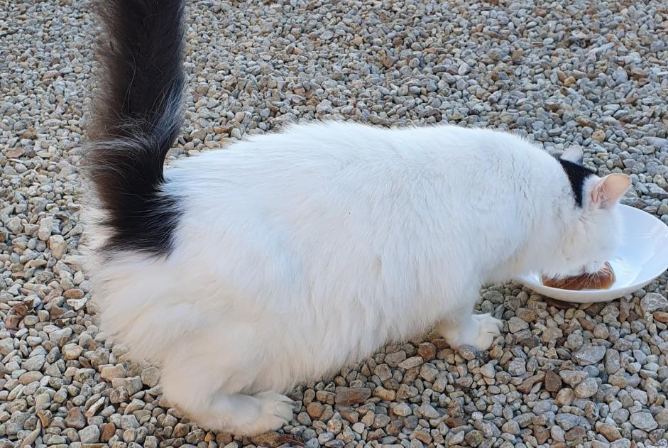 Alerta de Hallazgo Gato cruce Desconocido Brie Francia