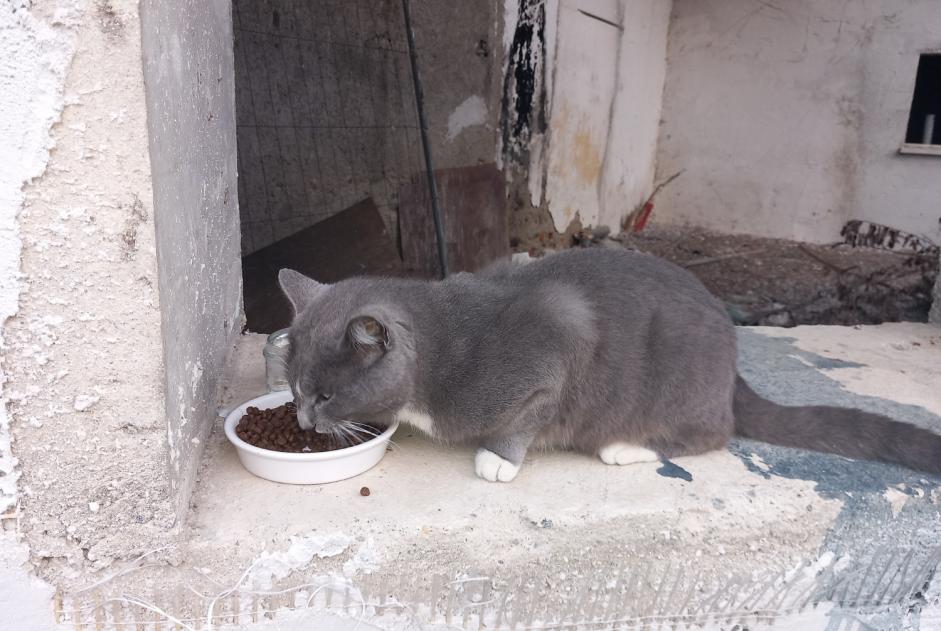 Alerta de Hallazgo Gato Desconocido Tarbes Francia