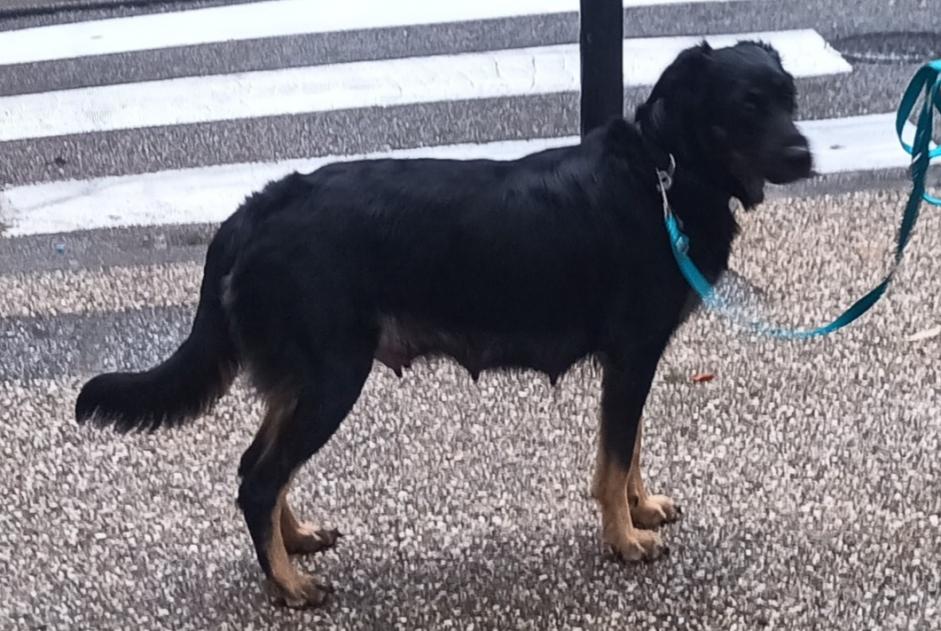 Alerta de Desaparición Perro cruce Hembra , 2 años Nîmes Francia