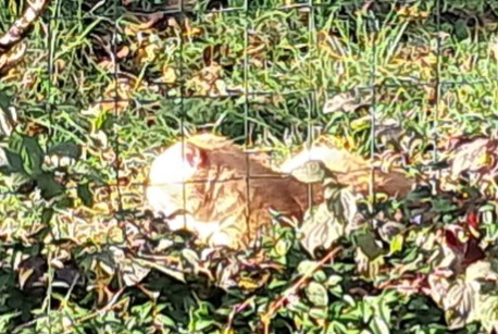 Alerta de Hallazgo Gato Macho L'Isle-d'Espagnac Francia