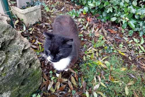 Alerta de Hallazgo Gato Desconocido Plassay Francia