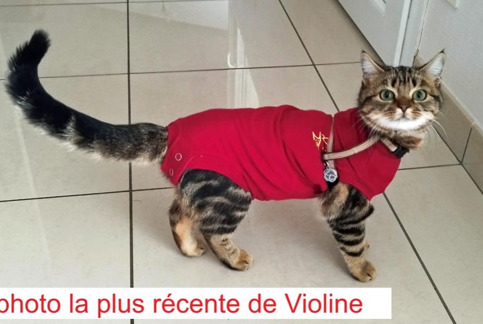 Alerta de Desaparición Gato  Hembra , 0 años Narrosse Francia