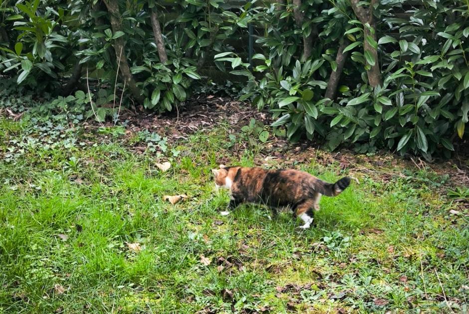 Alerta de Desaparición Gato Hembra , 3 años Orléans Francia