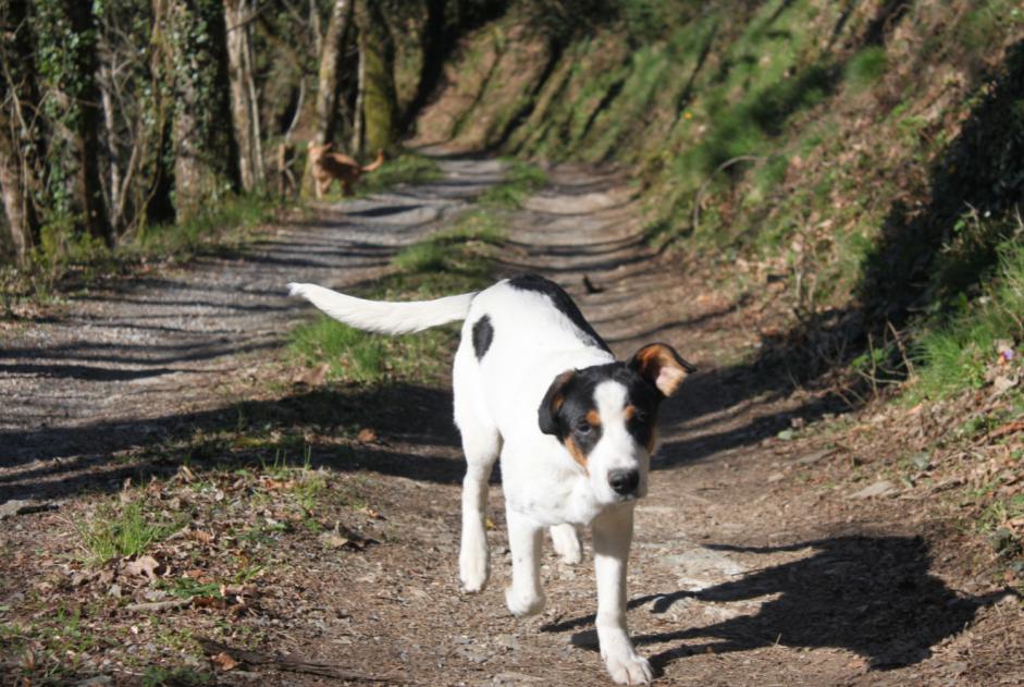 Alerta de Desaparición Perro cruce Macho , 8 años Pampelonne Francia