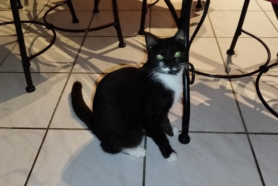 Alerta de Desaparición Gato  Hembra , 1 años Bram Francia