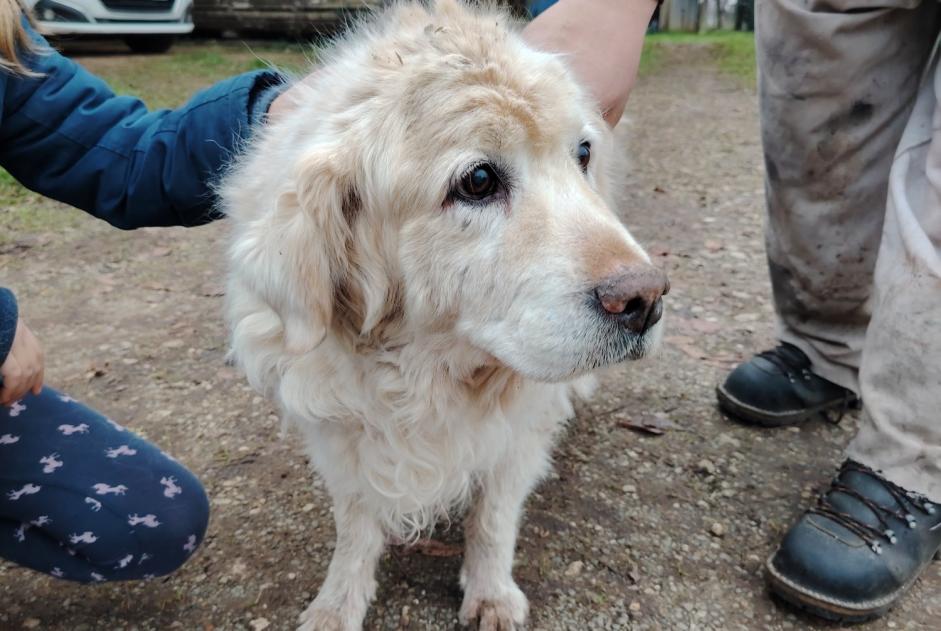 Alerta de Hallazgo Perro  Macho Chey Francia