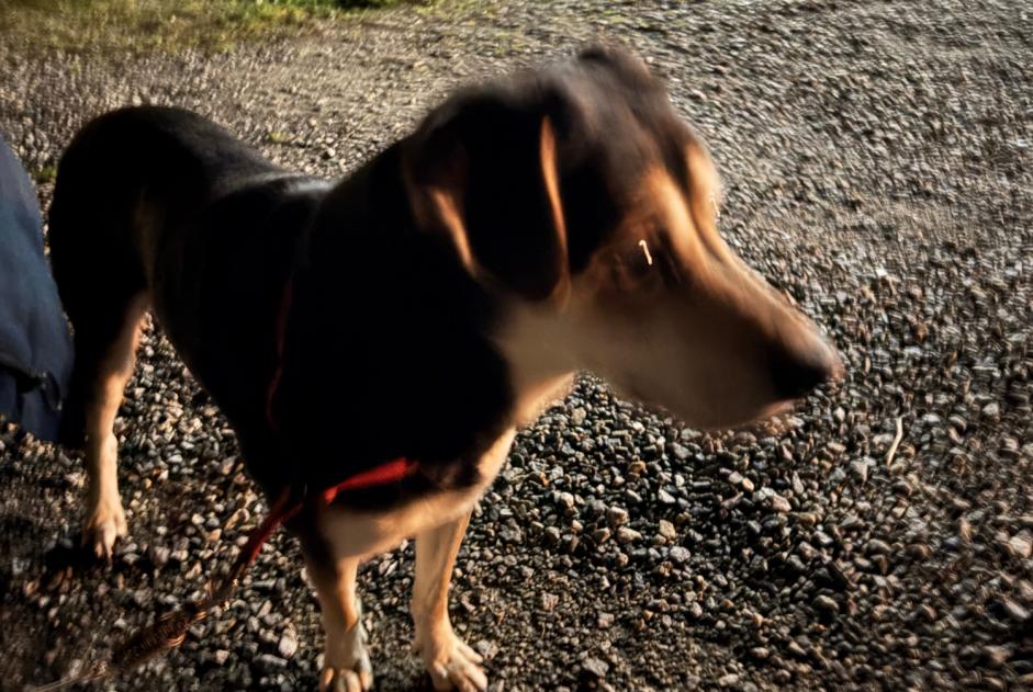 Alerta de Hallazgo Perro Macho Marzan Francia