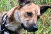 Alerta de Desaparición Perro cruce Hembra , 2 años Châteauroux-les-Alpes Francia