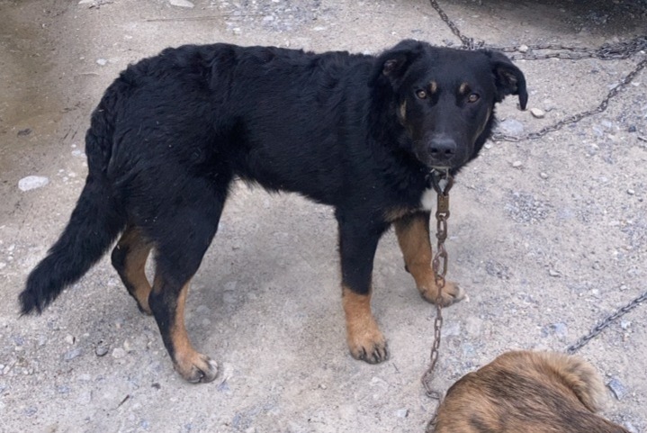 Alerta de Desaparición Perro cruce Hembra , 2 años Châteauroux-les-Alpes Francia