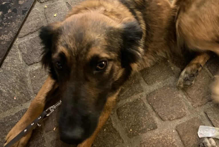 Alerta de Desaparición Perro cruce Hembra , 2 años Châteauroux-les-Alpes Francia