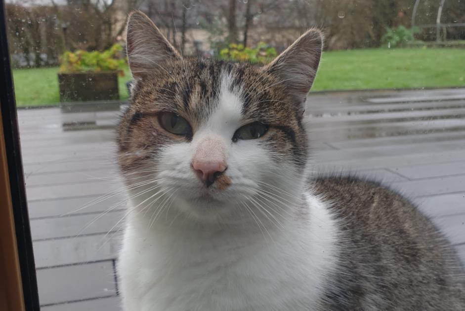 Alerta de Hallazgo Gato  Macho La Brûlatte Francia