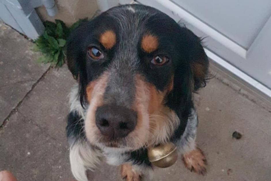 Alerta de Hallazgo Perro cruce Hembra Saint-Georges-Antignac Francia