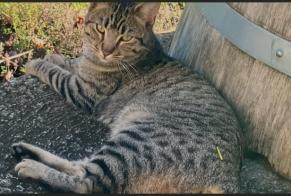 Alerta de Desaparición Gato  Macho , 2 años Saint-Jean-de-Blaignac Francia