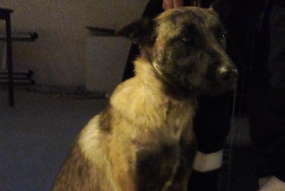 Alerta de Hallazgo Perro  Hembra Nîmes Francia