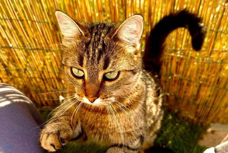 Alerta de Desaparición Gato Hembra , 5 años Maillane Francia