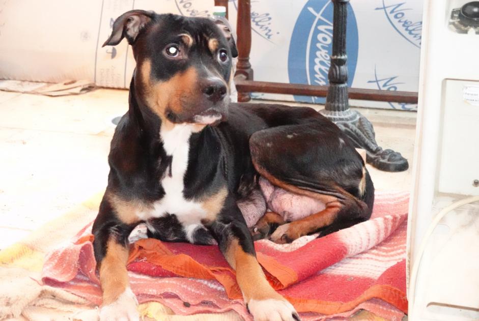 Alerta de Hallazgo Perro cruce Hembra , 2 años Cour-Maugis-sur-Huisne Francia