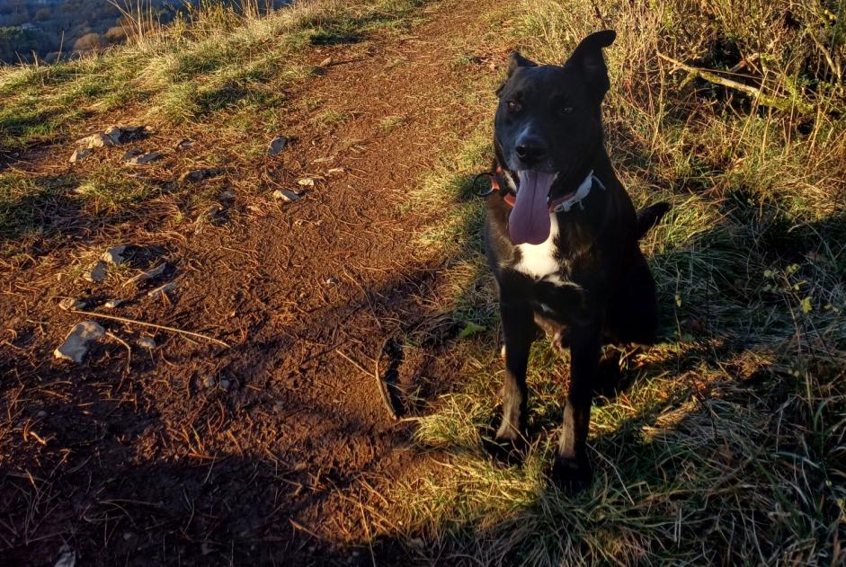 Alerta de Desaparición Perro cruce Macho , 5 años Curienne Francia