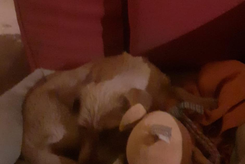 Alerta de Desaparición Perro  Hembra , 1 años Seyssel Francia