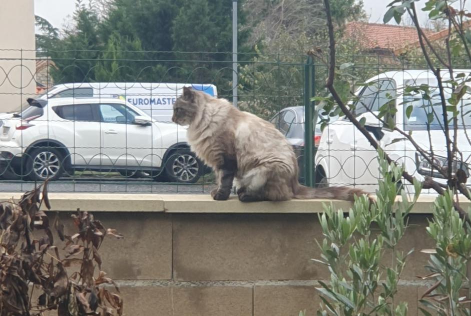 Alerta de Desaparición Gato cruce Macho , 3 años Millau Francia