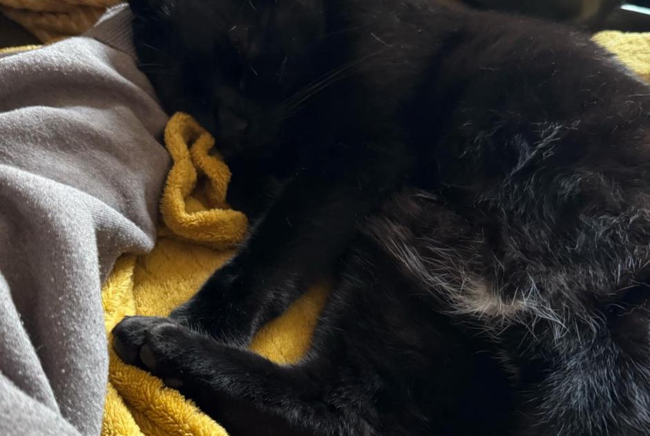 Alerta de Desaparición Gato  Macho , 4 años Reims Francia