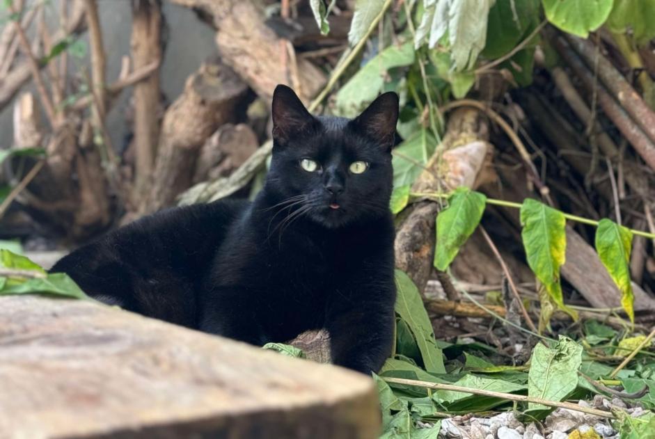 Alerta de Desaparición Gato  Macho , 4 años Reims Francia