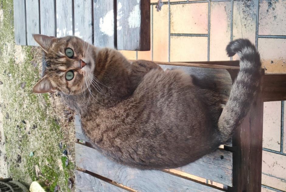 Alerta de Desaparición Gato  Hembra , 6 años La Chartre-sur-le-Loir Francia