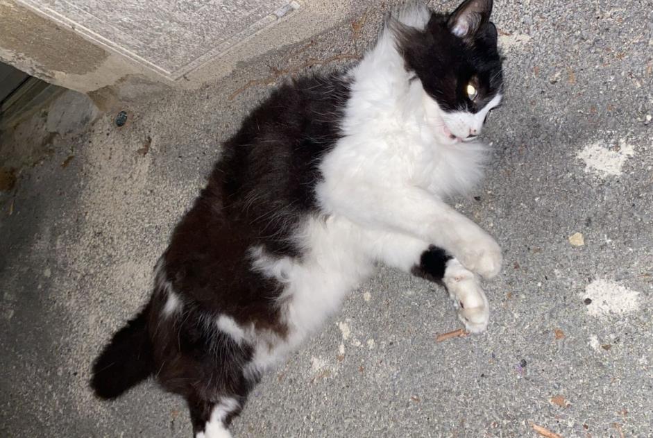 Alerta de Hallazgo Gato Desconocido Brive-la-Gaillarde Francia