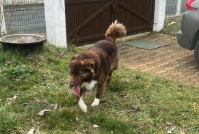 Alerta de Hallazgo Perro Desconocido Saint-Martin-le-Beau Francia