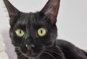 Alerta de Desaparición Gato Macho , 2 años Châlons-en-Champagne Francia