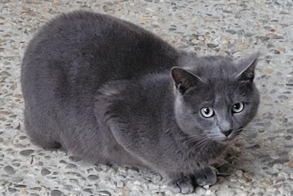 Alerta de Hallazgo Gato cruce Macho Clairac Francia