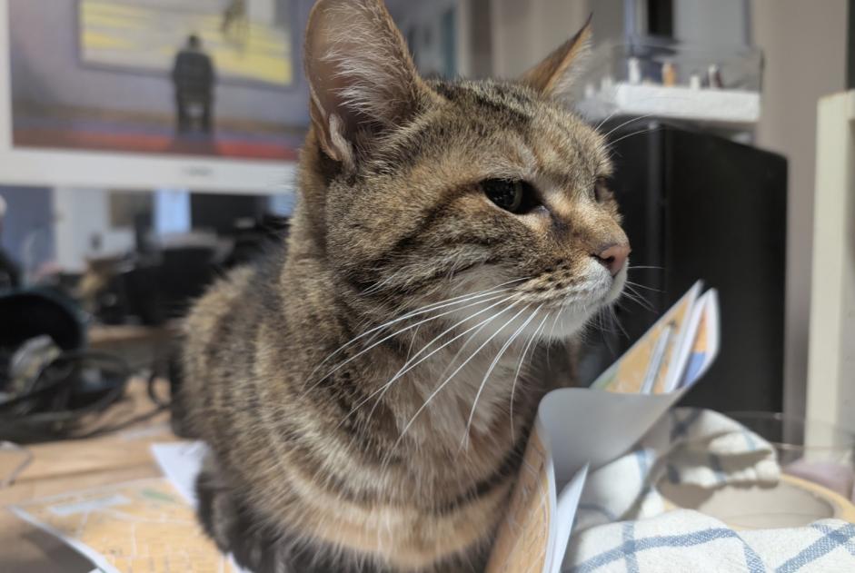 Alerta de Hallazgo Gato Desconocido Saintes Francia