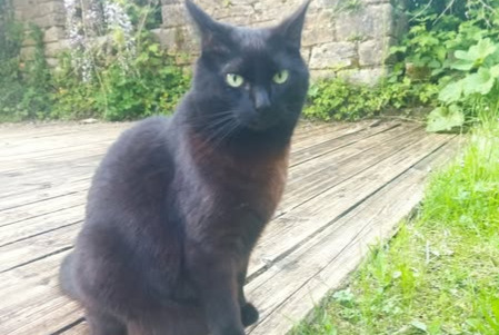 Alerta de Desaparición Gato cruce Hembra , 7 años Coray Francia