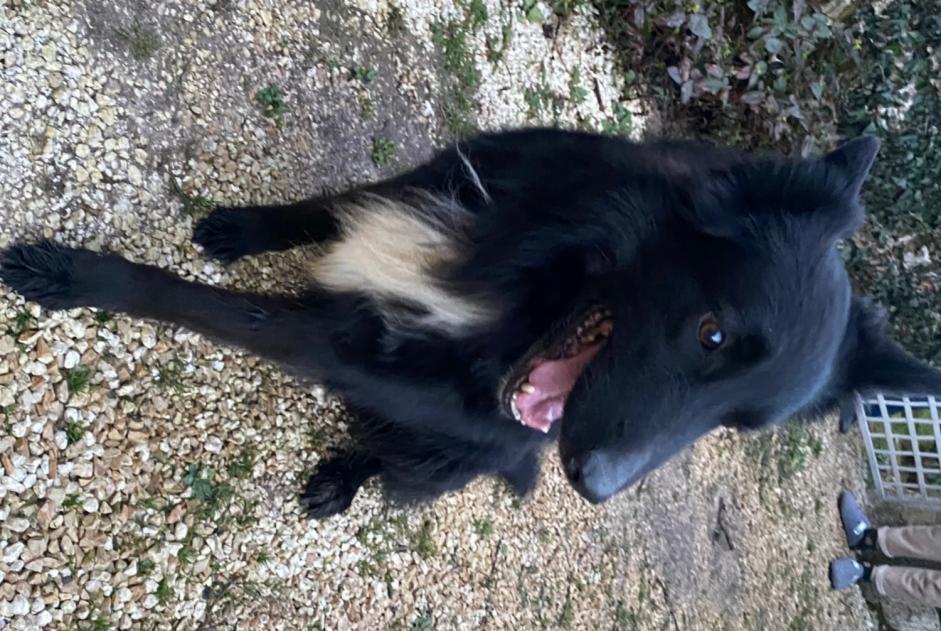 Alerta de Hallazgo Perro cruce Macho Taponnat-Fleurignac Francia