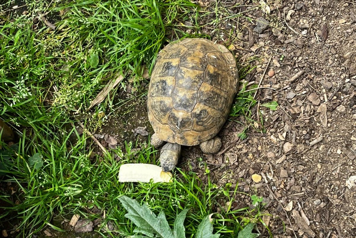 Alerta de Desaparición Tortuga Macho , 2025 años Cesson-Sévigné Francia