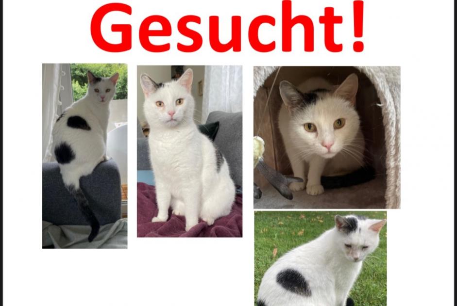 Alerta de Desaparición Gato cruce Macho , 14 años Basel Suiza