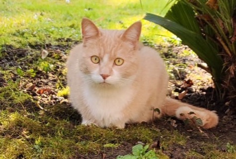 Alerta de Desaparición Gato cruce Macho , 4 años Montreux Suiza