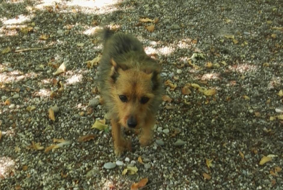 Alerte Disparition Chien croisement Femelle , 18 ans Kunheim France